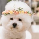 봄날의 강아지 이미지