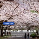 화산체육공원5 | [화성 가볼만한 곳] 화성에서 만나는 특별한 봄 꽃구경 여행 코스! #우리꽃식물원 #발안천벚꽃길 #남양...