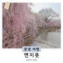 영산면사무소 | 창원 인근 경남 벚꽃 숨은 명소 창녕 연지못 수양벚꽃 실시간