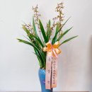 사파동207 이미지