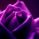 사랑을위하여 이미지