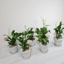 그림책 교육 지도사 과정(자격증) 이미지