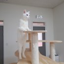 고양이의 봄, 묘랑묘랑 이미지