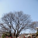 샤방 샤방 Daum카페