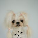 한강펫살롱 이미지