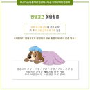 다솜켄넬 이미지