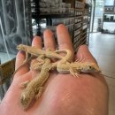 무실택지2 무실본동길 | 보슥 리자드, 국내 최초 입고… 실화…다!! 부천점입고!!