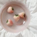 피치핑크 | 알라바스터 샐러드 디쉬, 요거트볼 (핑크, 피치블러쉬, 화이트) 후기 🥣