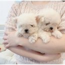 온퍼피 프리미엄 전주강아지분양 본점 이미지