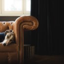 생생동물병원 이미지