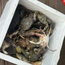 [태안 여행] 가경주로뎀펜션에서 꽃게 박하지, 소라 한 가득! 역대급 해루질 체험 내돈내산 후기