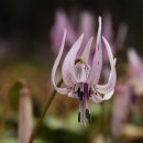 마음향기 시낭송 이미지