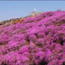 제410회 정기산행(4/22)은 진달래 산행으로 고려산으로 갑니다 이미지