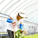 농부사랑 이미지