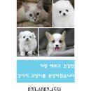 박촌강아지 이미지