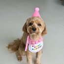 알로애꽃집 | 완샹청 에그타르트, 클라우디베이, boots 브런치, UP커피, grid커피, 완샹천지 꽃집, 이케바나개시, 집밥