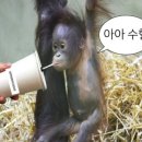아아수혈 이미지