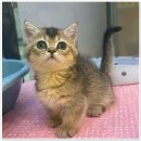 나라애견본점 이미지