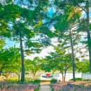 용담로 무궁화길 이미지