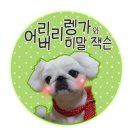 기억하개 이미지