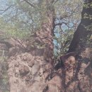 천연기념물(식물) 100선(2) (3. 경상남도/경상북도/부산광역시/울산광역시)