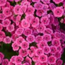 아디오스 이미지