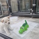 수원시바견 이미지