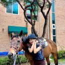 승마랜드 | 가평 W홀스랜드 승마 | 코어운동에 좋은 승마체험 후기