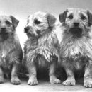 두테리어 이미지