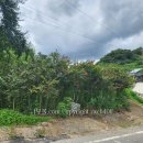 백일홍상사 이미지