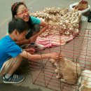 강아지는내친구 이미지