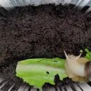 달팽이의하루 이미지