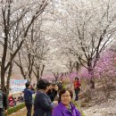 원미산진달래축제(2016.4.13)20대 총선일 이미지