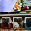 레이지포 이미지