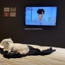 럭셔리 펫 이미지