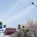 포돌이길 | 2026 여의도 벚꽃 봄꽃 축제 정보 후기 (화장실, 먹거리, 행사 부스 tip)