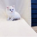 요미캣 고양이분양 일산점 네이버블로그
