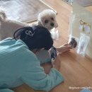 멍빵댕빵 이미지