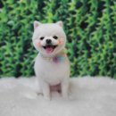 꽃개애견미용 이미지