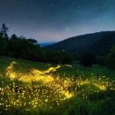 🌌 화담숲 반딧불이 축제 예약 후기: 은하수 같은 여름밤의 마법✨