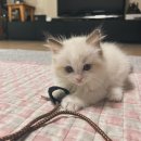 일산고양이분양&미용 반하나캣 | 일산 고양이분양&amp;미용 반하나캣 고양이분양 너무 좋아요