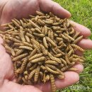 인의축산 | 이젠 인섹트의 시대 ! 떠오르는 단백질원 동애등에으로 만든 #강아지곤충사료 [인섹트업]