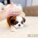 루비미용타운 | 미니강아지 분양 평생 함께 해요!