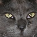 날으는고양이 이미지