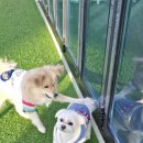 뽀글뽀글 반려견 유치원&호텔 이미지