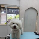 러블리댕 네이버블로그