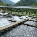 송어의집 | 강원도 평창 송어의집, 찐인생맛집 인정💯 직접 먹어본 후기