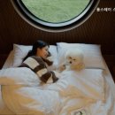 자연속의 펫 이미지