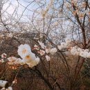 보령산양산삼 이미지