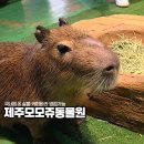 서광리-18 | 제주도 실내 가볼만한곳 모모쥬동물원｜커플도 만족한 제주 이색 동물원 후기